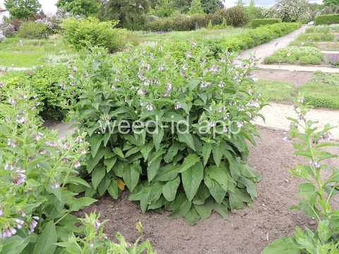 comfrey, common